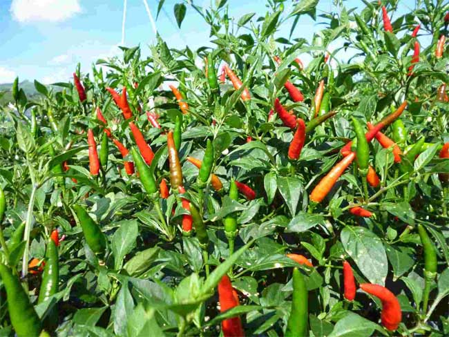 Picture 3 of Chili leaves thought to be discarded but extremely good for health
