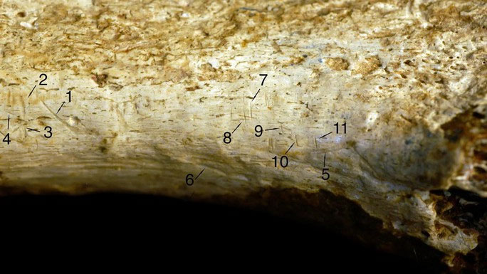 Picture 1 of Chilling discovery from fossil of 'the first human-like species'.
