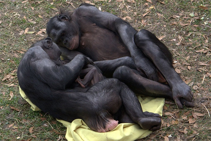 Picture 1 of Chimpanzees are sex-crazed creatures, doing 'it' anytime, anywhere.
