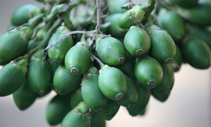 China buys Vietnamese areca nuts heavily: It turns out this fruit can be processed into so many things! Picture 2