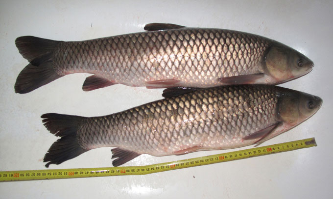 Picture 1 of China develops boneless grass carp chips