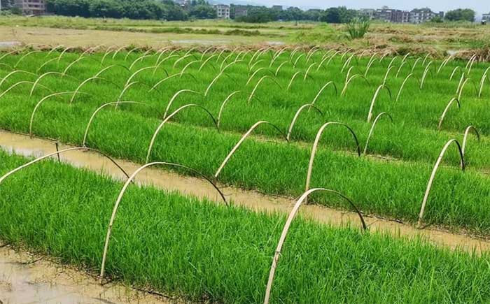 Picture 1 of China develops strange hybrid rice: Plant once, harvest for many years
