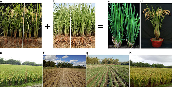 Picture 2 of China develops strange hybrid rice: Plant once, harvest for many years