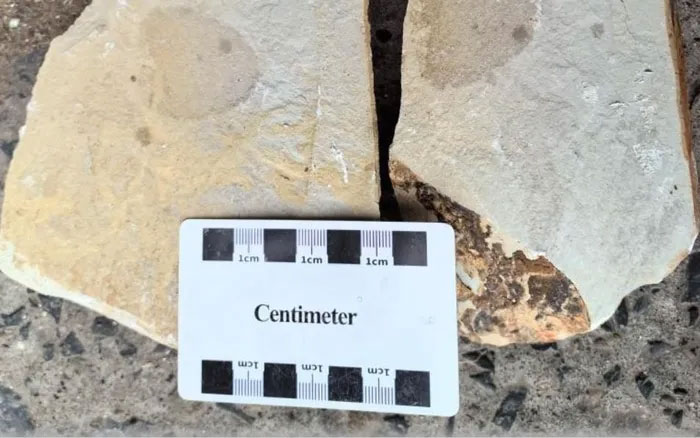 Picture 1 of China discovered sponge fossils dating back about 540 million years