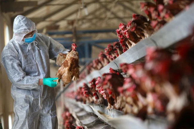 Picture 1 of China discovers new flu virus, has the potential to become a pandemic