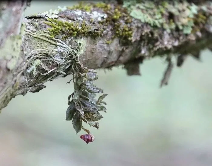 Picture 1 of China discovers new orchid species in giant panda habitat