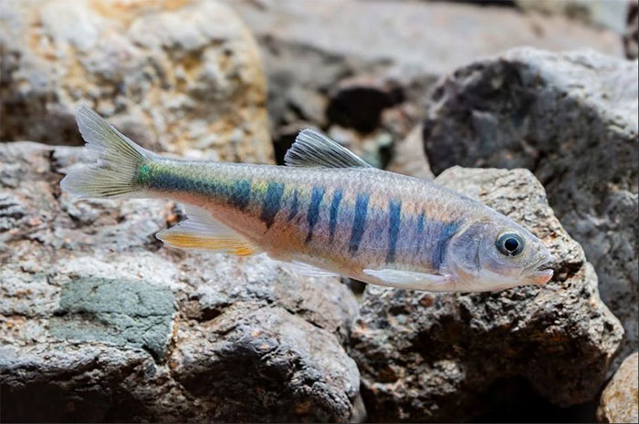 Picture 1 of China discovers unique carp species