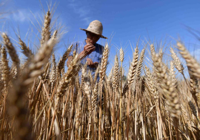 Picture 1 of China edits genes to create disease-resistant wheat