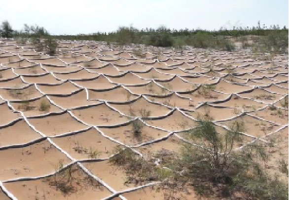 Picture 1 of China invents giant 'net' to help cover deserts with trees, making the world admire