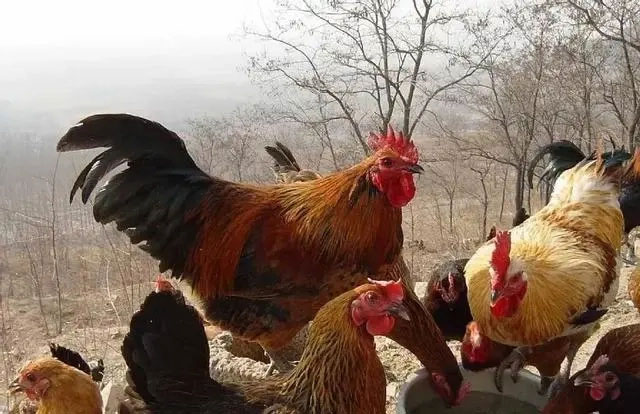 Picture 2 of China urgently mobilizes nearly 3 million chickens to destroy insects that cause damage of 100 billion VND each year.