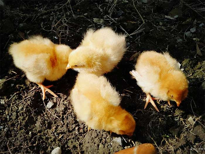 Picture 3 of China urgently mobilizes nearly 3 million chickens to destroy insects that cause damage of 100 billion VND each year.