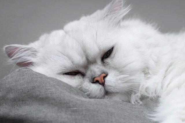 Chinchilla - The cat with the biggest eyes in the world Picture 3