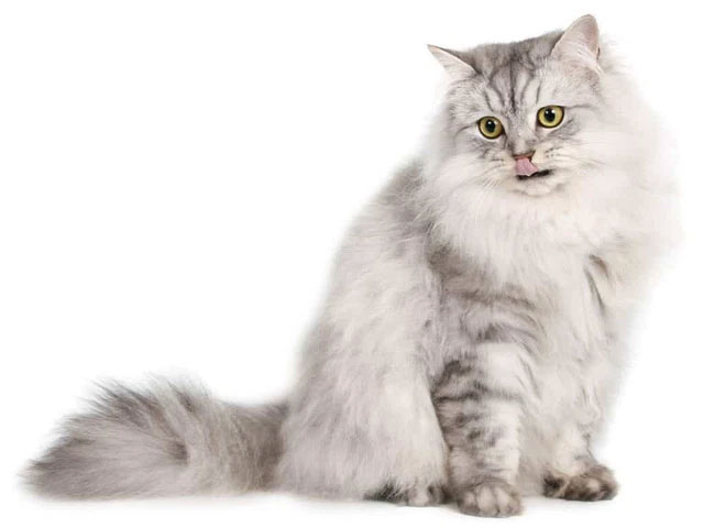 Chinchilla - The cat with the biggest eyes in the world Picture 4