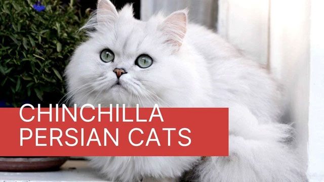 Chinchilla - The cat with the biggest eyes in the world Picture 5