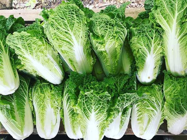 Picture 2 of Chinese cabbage can inhibit cancer cells