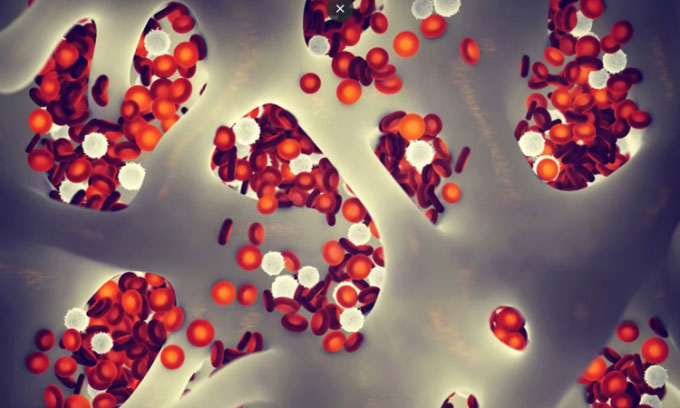 Chinese scientists study injecting young blood to help old mice live longer Picture 1