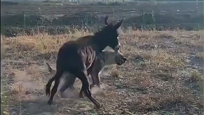 Picture 1 of Choosing the wrong opponent, the hyena pays the price before the donkey's naive appearance