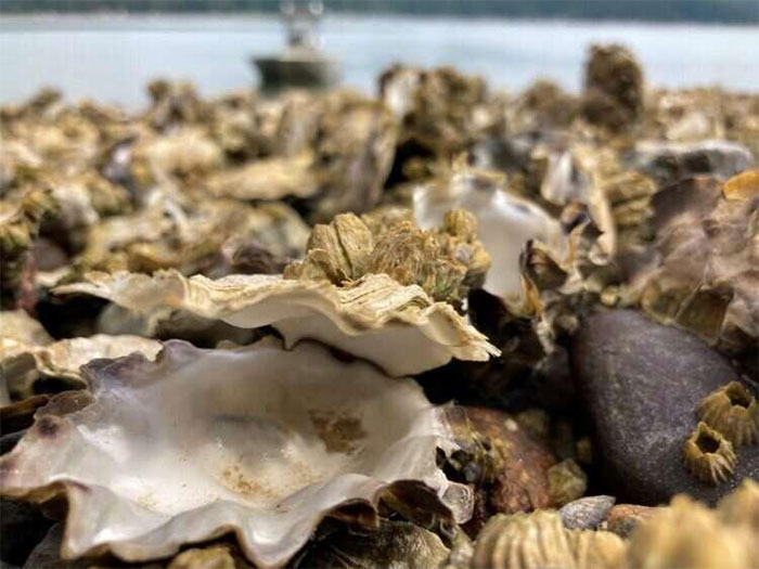 Picture 1 of Clams, oysters, snails, mussels ... died in the US because of the heat