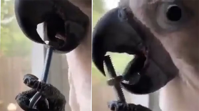 Clever parrot shows off his tongue twisting bolts Picture 1