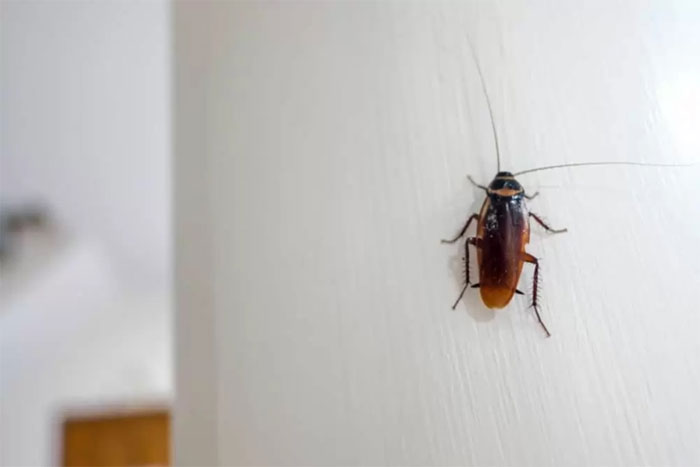 Picture 1 of Climate change helps the 'empire' of cockroaches grow and evolve more and more terrifying