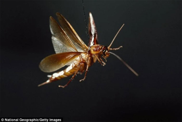 Picture 2 of Climate change helps the 'empire' of cockroaches grow and evolve more and more terrifying