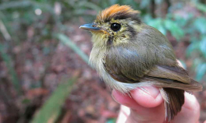 Picture 1 of Climate change makes birds smaller