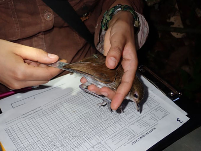 Picture 2 of Climate change makes birds smaller