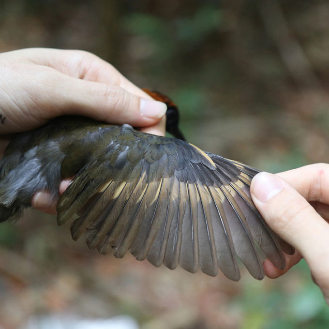 Picture 3 of Climate change makes birds smaller