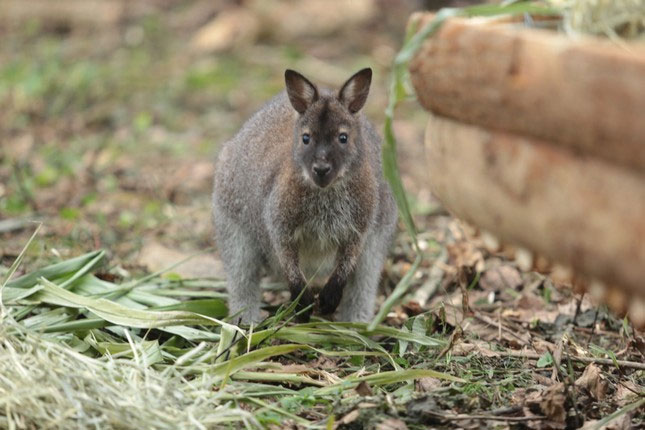 Close-up of 4 kangaroos newly transferred from Cao Bang to Lao Cai Picture 2