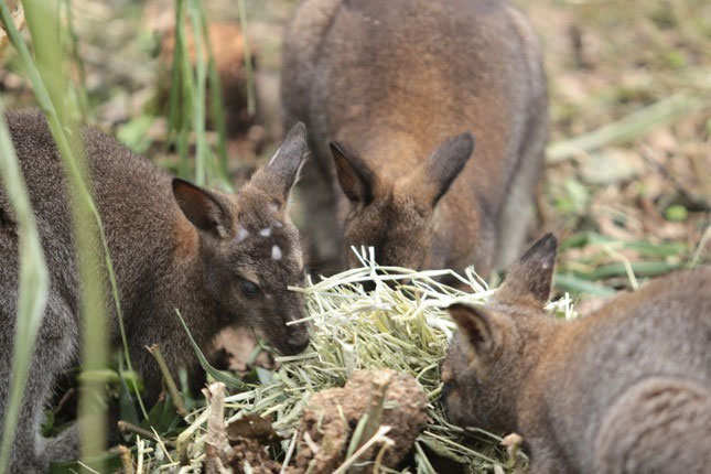 Close-up of 4 kangaroos newly transferred from Cao Bang to Lao Cai Picture 5