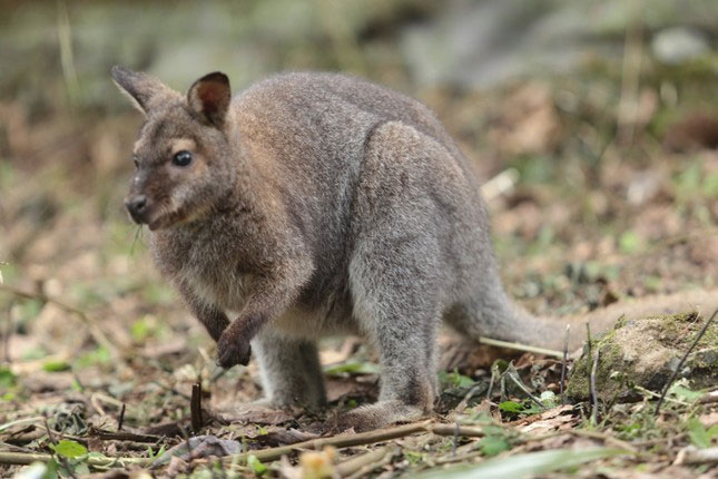 Close-up of 4 kangaroos newly transferred from Cao Bang to Lao Cai Picture 6