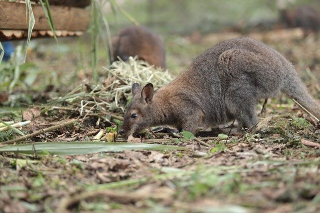 Close-up of 4 kangaroos newly transferred from Cao Bang to Lao Cai Picture 8