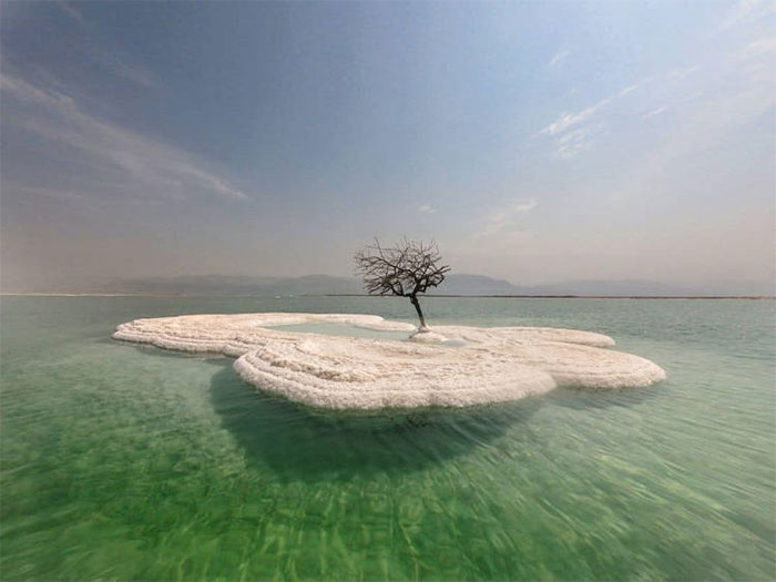Close-up of a solitary plant growing in the salt islands of the Dead Sea Picture 1