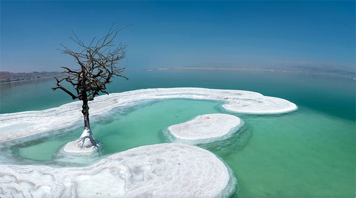 Close-up of a solitary plant growing in the salt islands of the Dead Sea Picture 2