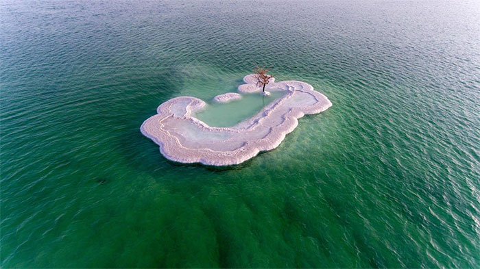 Close-up of a solitary plant growing in the salt islands of the Dead Sea Picture 3