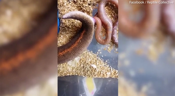 Picture 1 of Close-up of mother python giving birth leaves viewers confused