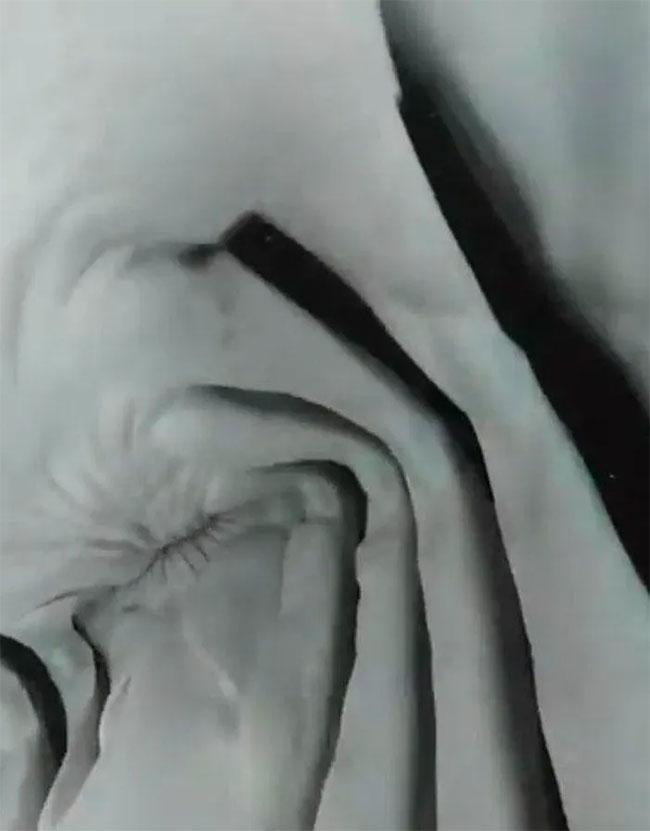 Close-up of the inside of the shark's mouth after trying to swallow the camera Picture 1
