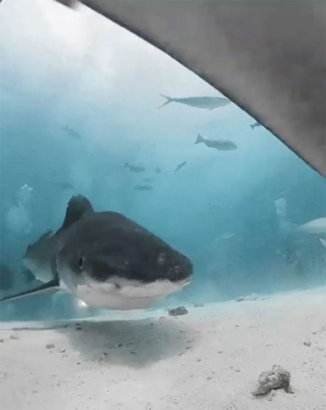 Close-up of the inside of the shark's mouth after trying to swallow the camera Picture 2