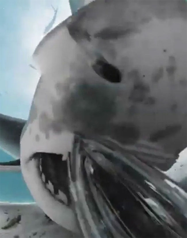 Close-up of the inside of the shark's mouth after trying to swallow the camera Picture 3