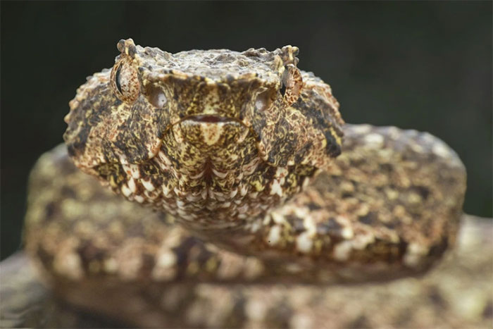 Picture 9 of Close-up of the magical beauty of snakes - The silent killer