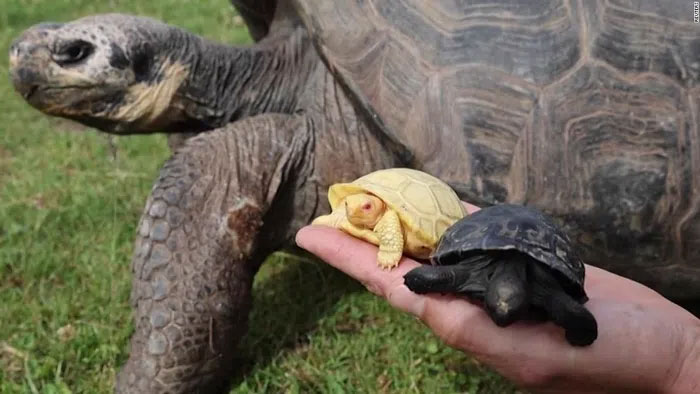 Close-up of the rare new born albino Galapagos giant tortoise Picture 1