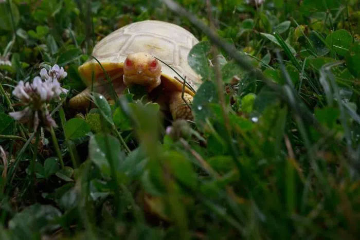 Close-up of the rare new born albino Galapagos giant tortoise Picture 2