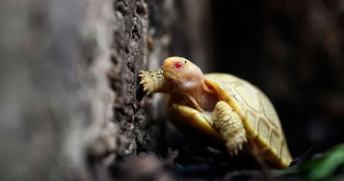 Close-up of the rare new born albino Galapagos giant tortoise Picture 3