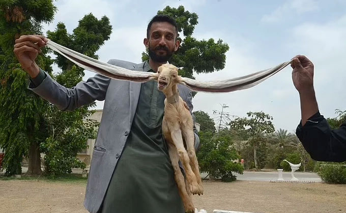 Close-up of the unique almost 50cm long ears of a goat in Pakistan Picture 1