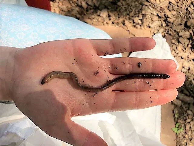 Close-up of worms from Asia are giving the whole US a 'headache' Picture 2
