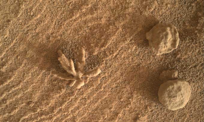 Close-up shot of 'flower' on Mars Picture 1