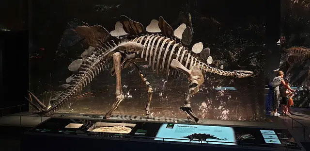 Clues reveal the metabolic rate of dinosaurs: warm-blooded Tyrannosaurus rex, cold-blooded Stegosaurus! Picture 1