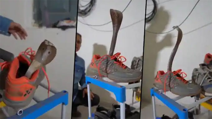 Cobra shooting expert lurking inside a sports shoe Picture 1