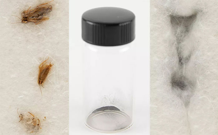 Picture 1 of Cockroaches that eat lunar dust from the Apollo 11 mission are being auctioned