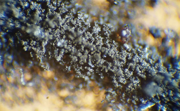 Picture 2 of Cockroaches that eat lunar dust from the Apollo 11 mission are being auctioned